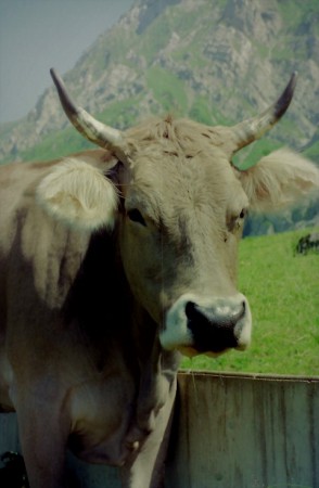 Zwitserland, Nesslau (1985)